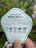 LEPTOSPERMUM SCOPARIUM WHITE WAVE 20CM