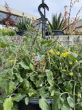 TOMATO TUMBLIN' TOM RED HANGING BASKET 27CM
