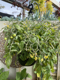TOMATO TUMBLIN' TOM RED HANGING BASKET 27CM