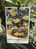 HYMENOSPORUM FLAVUM 14CM