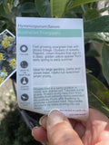 HYMENOSPORUM FLAVUM 14CM