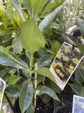 HYMENOSPORUM FLAVUM 14CM