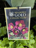 HELLEBORUS ICE N ROSES MERLOT 20CM