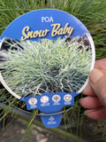 POA SIEBERIANA SNOW BABY 14CM