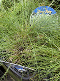 POA SIEBERIANA SNOW BABY 14CM