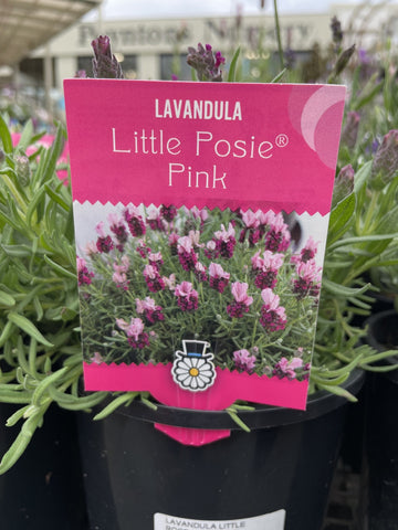 LAVANDULA LITTLE ROSE POSIE PINK 14CM