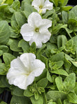 SEEDLING FLOWERING 