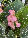 BEGONIA MACULATA POLKA DOT 17CM 