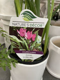 CURCUMA SIAM TULIP 13CM
