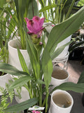 CURCUMA SIAM TULIP 13CM