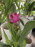 CURCUMA SIAM TULIP 13CM
