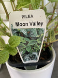 PILEA MOON VALLEY 13CM