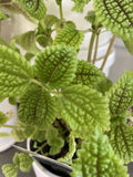 PILEA MOON VALLEY 13CM