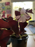 OXALIS TRIANGULARIS PURPLE 13CM 