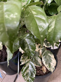 RADERMACHERA SINICA VARIEGATED 17CM
