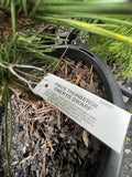 PINUS THUNBERGII EMERY'S DWARF 20CM