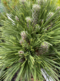 PINUS THUNBERGII EMERY'S DWARF 20CM