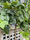 CAMELLIA SNOW STANDARD 25CM 
