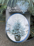 PICEA PUNGENS BLUE DIAMOND 33CM