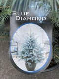 PICEA PUNGENS BLUE DIAMOND 33CM