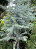 PICEA PUNGENS BLUE DIAMOND 33CM