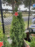 PICEA GLAUCA SUPER STAR 33CM