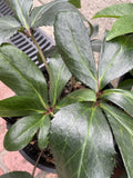 HELLEBORUS ICE N ROSES WHITE 20CM