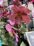 HELLEBORUS ICE N ROSES EARLY RED 20CM