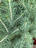 PICEA GLAUCA SUPER STAR 25CM