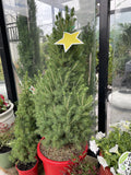 PICEA GLAUCA SUPER STAR 30CM