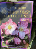 HELLEBORUS WINTER BALLET KATIE 20CM 