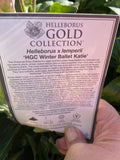 HELLEBORUS WINTER BALLET KATIE 20CM 