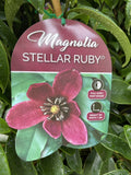 MAGNOLIA FIGO STELLAR RUBY 25CM