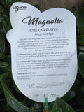 MAGNOLIA FIGO STELLAR RUBY 25CM