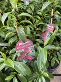 MAGNOLIA FIGO STELLAR RUBY 25CM
