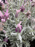 LAVANDULA SILVER POSIE PURPLE 20CM