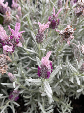 LAVANDULA SILVER POSIE PURPLE 20CM