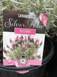 LAVANDULA SILVER POSIE PURPLE 20CM