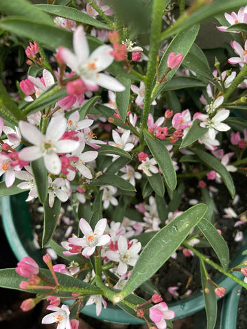 PHILOTHECA WINTER ROUGE 14CM 