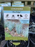 LOMANDRA BLUE RIDGE 14CM