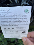LOMANDRA BLUE RIDGE 14CM