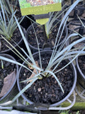 LOMANDRA BLUE RIDGE 14CM