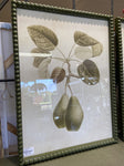 PYRUS PEAR FRAME GLASS PRINT 45X60CM 