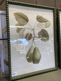 PYRUS PEAR FRAME GLASS PRINT 45X60CM 
