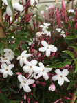 JASMINUM POLYANTHUM 17CM