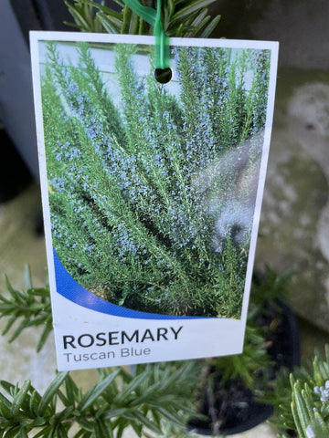 ROSMARINUS TUSCAN BLUE 20CM