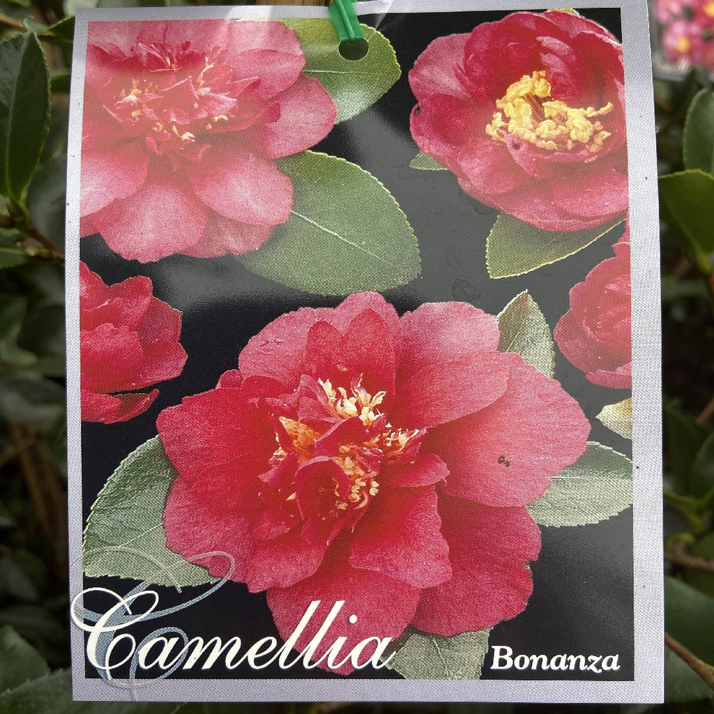 bonanza camellia