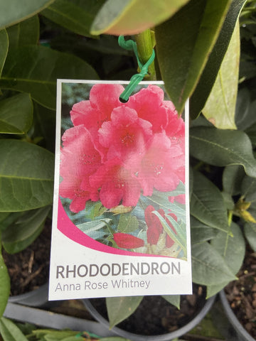 RHODODENDRON ANNA ROSE WHITNEY 20CM