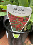 SEDUM AUTUMN JOY 14CM