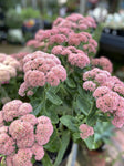 SEDUM AUTUMN JOY 14CM